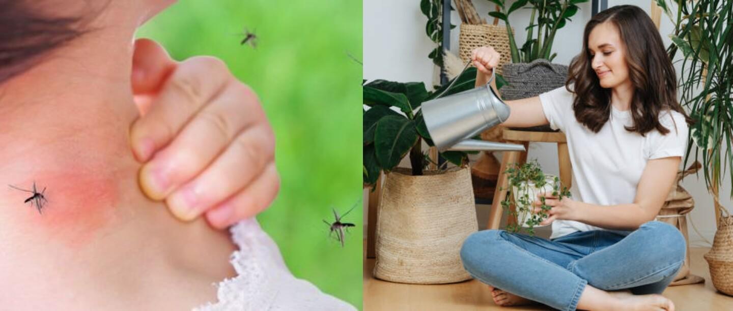 मच्छरों से परेशान हैं तो घर पर लगाएं ये 5 तरह के पौधे, डेंगू और चिकनगुनिया से भी होगा बचाव