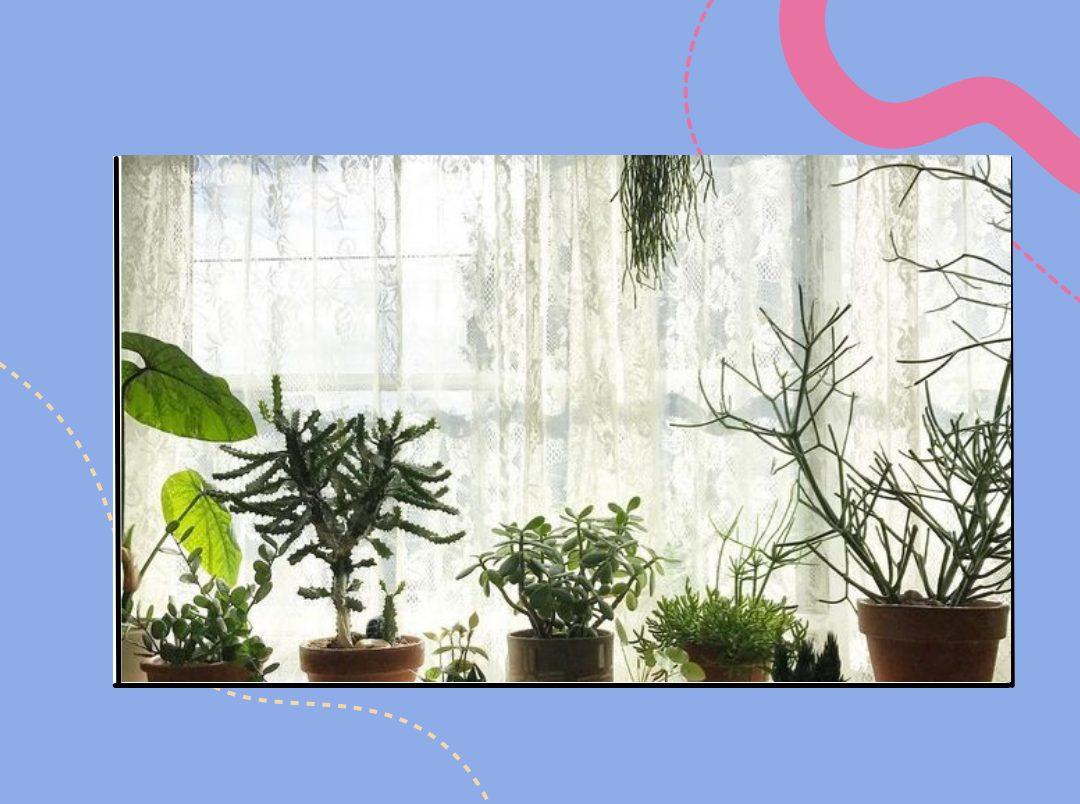 indoor plants decorating tips