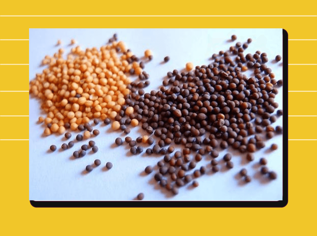 Mustard Seeds in hindi