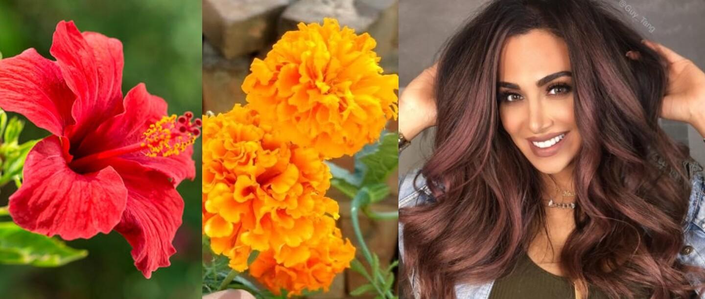 फूलों से हेयर डाई कैसे बनाएं, Natural Hair dye using hibiscus & Marigold flower DIY Method