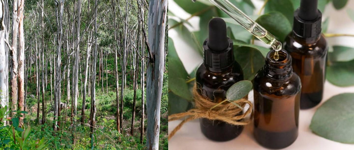 Eucalyptus Oil in Hindi, Nilgiri Tel ke Fayde