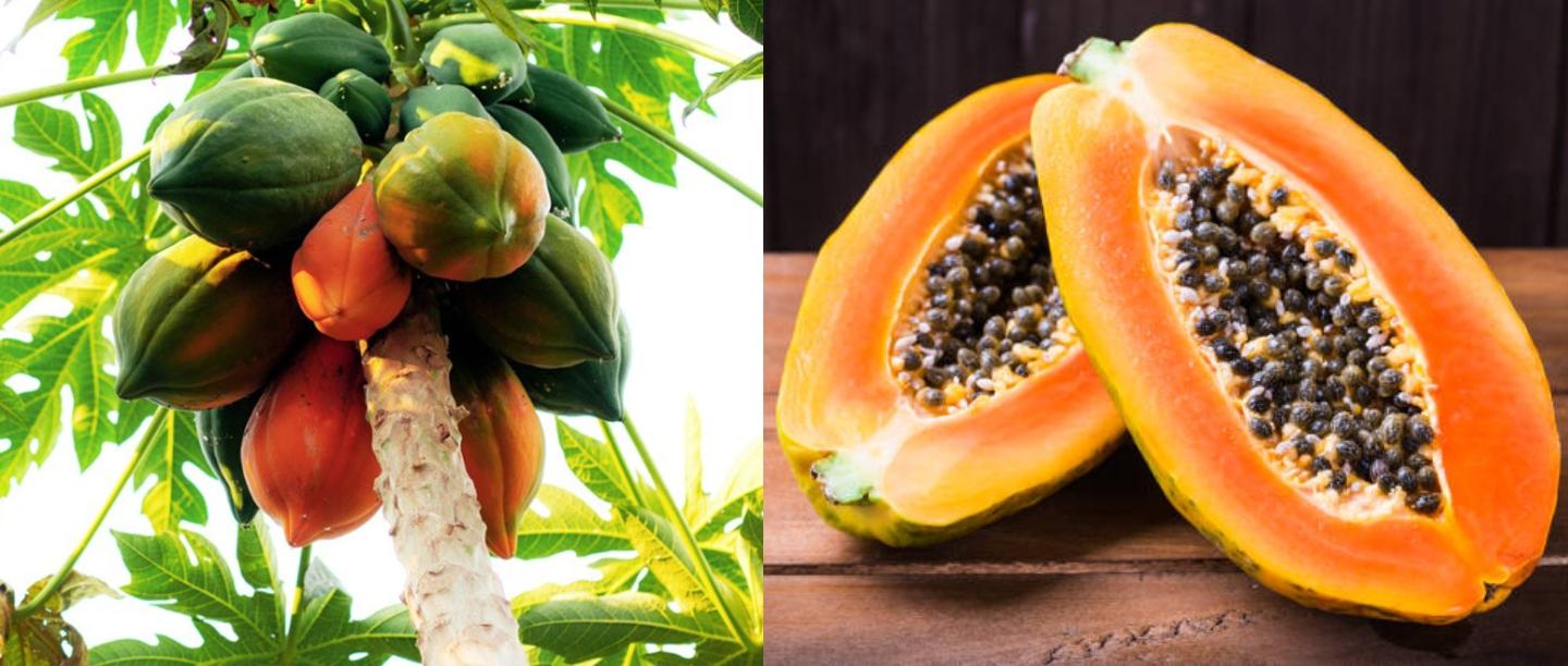 पपीता खाने के फायदे और नुकसान, Papita Khane ke Fayde, Benefits of Papaya in Hindi