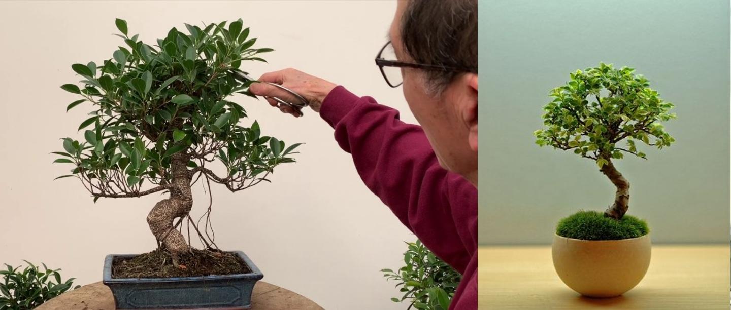 Reasons to keep bonsai tree at home in hindi