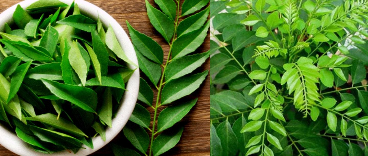 Curry Leaves Beauty Hacks in Hindi