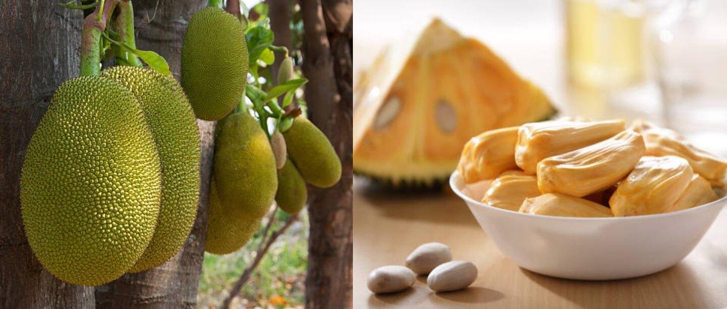kathal ke fayde - कटहल के फायदे और नुकसान - Jackfruit in Hindi