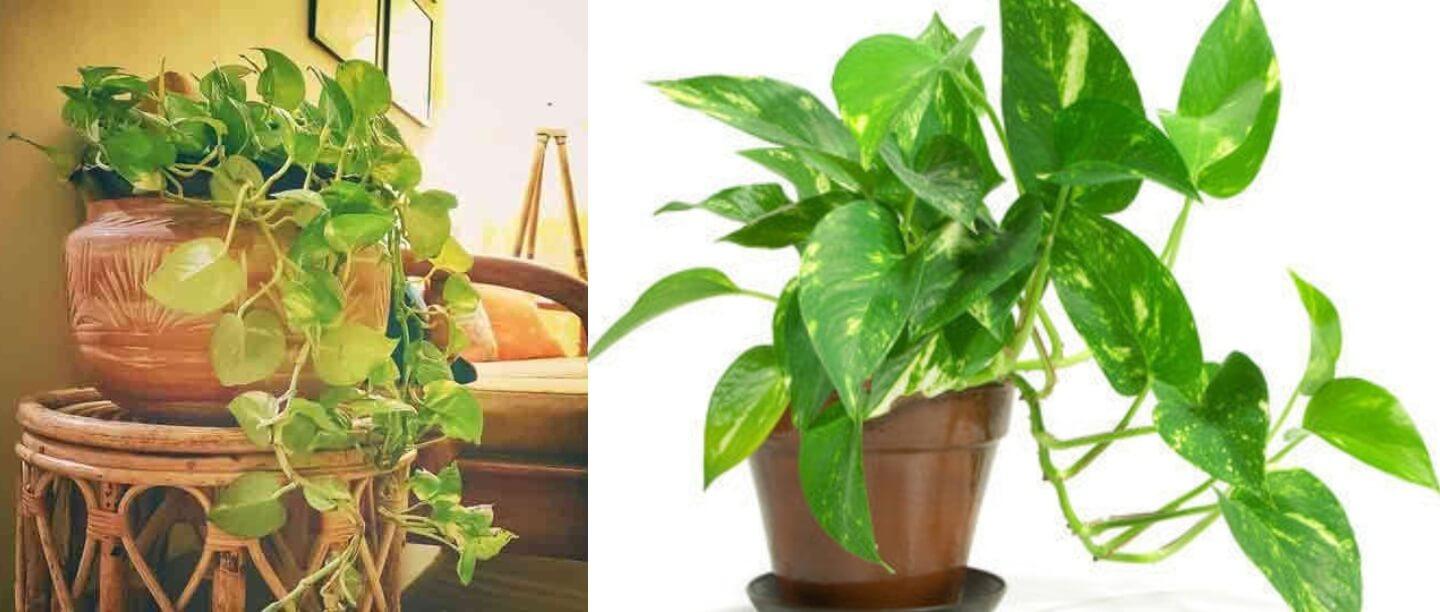 Vastu Tips : घर में मनी प्लांट का पौधा लगाया है तो भूलकर भी न करें ये गलतियां, हो सकती है धन की हानि